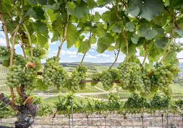 Champ de vigne