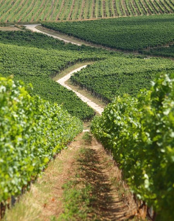 Champs de vignes OCCITANIE