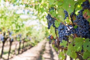 Grappe de raison d'Occitanie 2