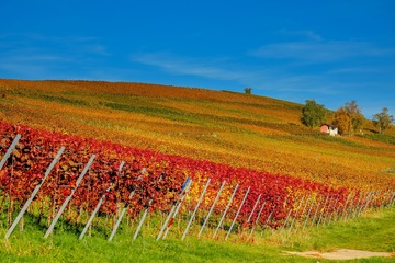 Vigne d'Occitanie 2