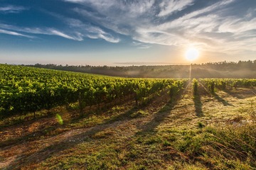 Vigne d'Occitanie 3