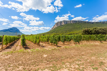 Pic-Saint-Loup